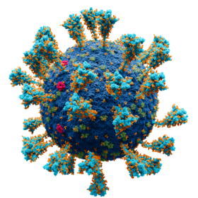 Coronavirus. SARS CoV 2 1